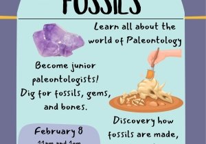 Little Explorers: Fossils