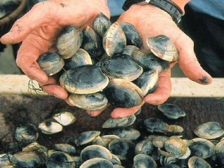 Maryland Coastal Bays Program
